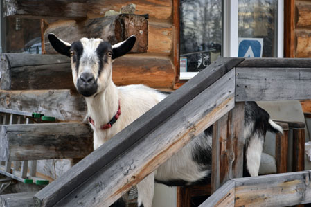 Is this goat pregnant